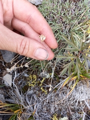 Gypsophila sambukii
