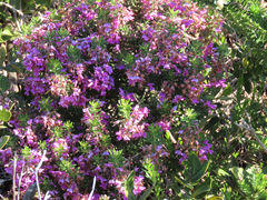 Indigofera sulcata