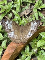 Adoliadini