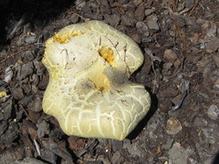 Buchwaldoboletus sphaerocephalus