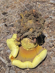 Buchwaldoboletus sphaerocephalus