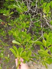 Lumnitzera littorea
