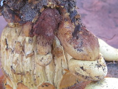 Buchwaldoboletus sphaerocephalus