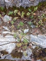 Potentilla anachoretica