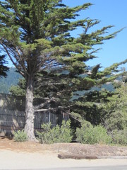 Buchwaldoboletus sphaerocephalus