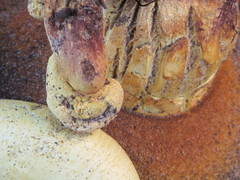 Buchwaldoboletus sphaerocephalus