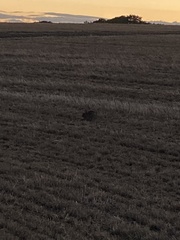 Oryctolagus cuniculus