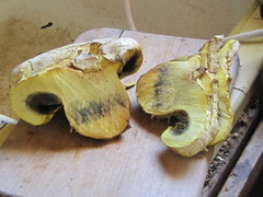 Buchwaldoboletus sphaerocephalus