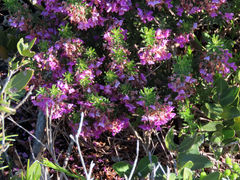 Indigofera sulcata