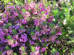 Indigofera sulcata