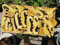 Buchwaldoboletus sphaerocephalus