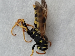 Polistes dominula