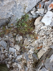 Potentilla anachoretica