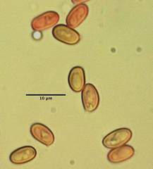 Buchwaldoboletus sphaerocephalus