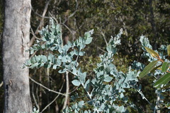 Acacia podalyriifolia