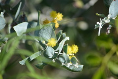 Acacia podalyriifolia