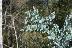 Acacia podalyriifolia