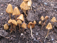Conocybe siliginea