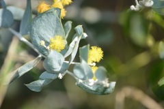 Acacia podalyriifolia
