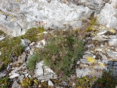 Gypsophila sambukii