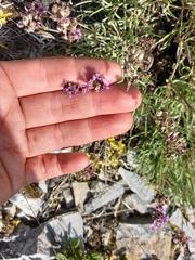 Gypsophila sambukii