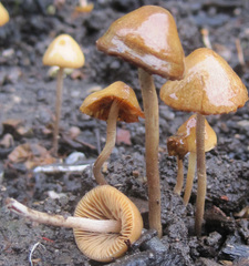 Conocybe siliginea