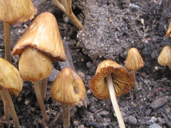 Conocybe siliginea