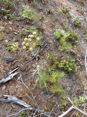 Cnidium cnidiifolium