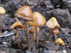 Conocybe siliginea