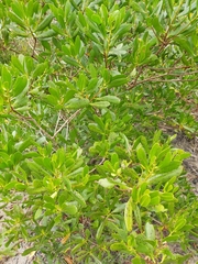 Lumnitzera littorea