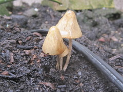 Conocybe siliginea