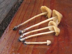 Conocybe siliginea