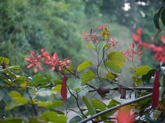 Bauhinia phoenicea