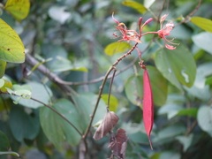 Bauhinia phoenicea