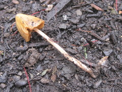Conocybe siliginea
