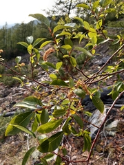 Salix taraikensis