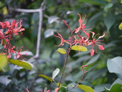 Bauhinia phoenicea