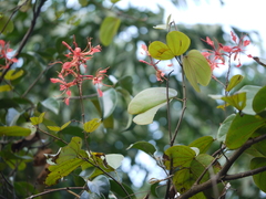 Bauhinia phoenicea