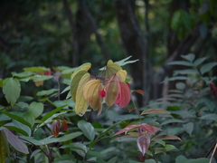 Bauhinia phoenicea
