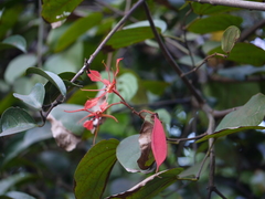 Bauhinia phoenicea