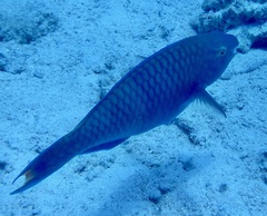 Scarus fuscopurpureus