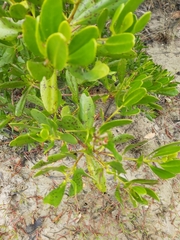 Lumnitzera littorea