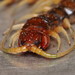New Zealand Giant Centipede - Photo (c) Tom, some rights reserved (CC BY), uploaded by Tom
