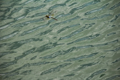 Anax guttatus