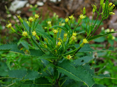 Senecio cacaliaster