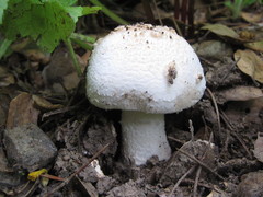 Amanita novinupta