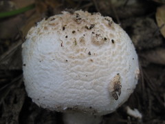 Amanita novinupta
