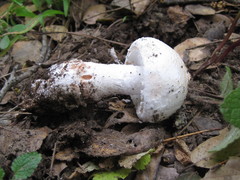 Amanita novinupta