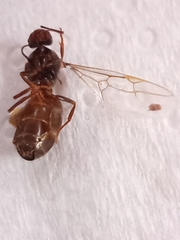 Lasius