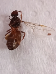 Lasius